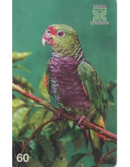 AVES AMEACADAS DE EXTINÇAO 01/14 - PAPAGAIO DO PEITO ROXO