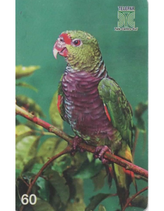 AVES AMEACADAS DE EXTINÇAO 01/14 - PAPAGAIO DO PEITO ROXO