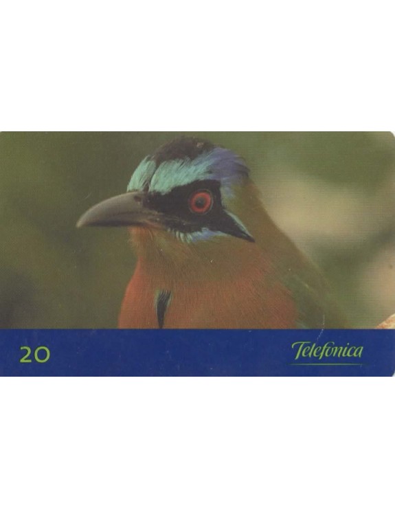 AVES DO BRASIL - JURUVA - MOMOTUS MOMOTA