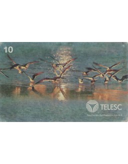 AVES PONTA DAS CANAS - FLORIANOPOLIS - SC - TELESC