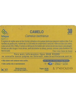 CAMELO - CAMELUS BACTRIANUS