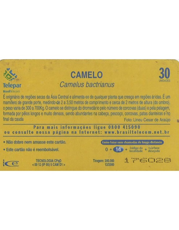 CAMELO - CAMELUS BACTRIANUS