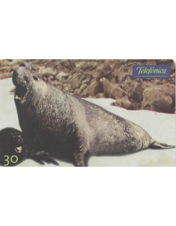 SERIE ANIMAIS POLARES - ELEFANTE MARINHO