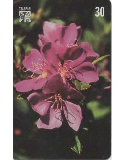 FLORES DO PARANA - QUARESMEIRA - TIBOUCHINA PULCHRA