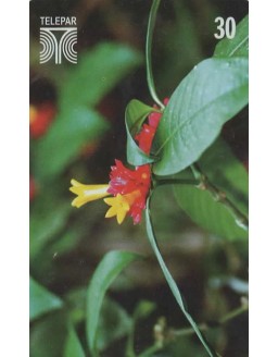 FLORES DO PARANA - FAMILIA RUBIACEAE - PSYCHOTRIA NUDA
