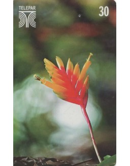 FLORES DO PARANA - CARAGUATA -VRIESEA CARINATA FAMILIA BROMELIACEAE