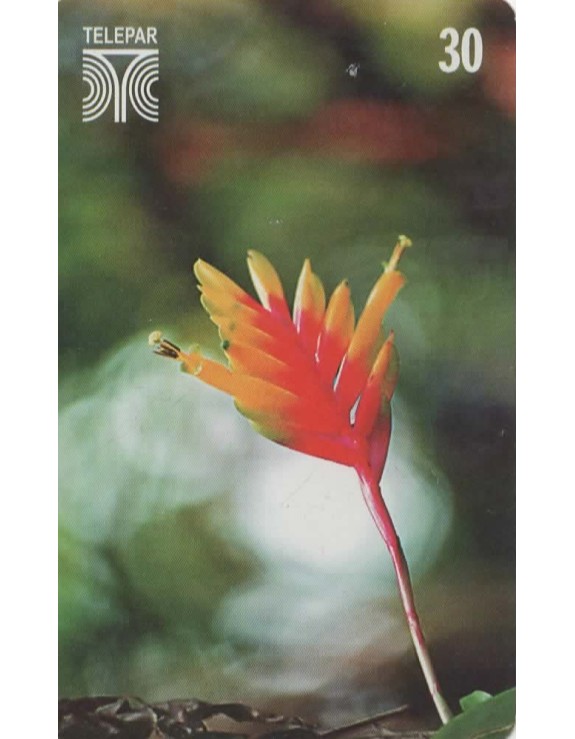 FLORES DO PARANA - CARAGUATA -VRIESEA CARINATA FAMILIA BROMELIACEAE