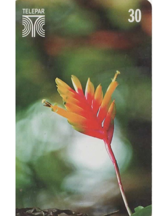 FLORES DO PARANA - CARAGUATA -VRIESEA CARINATA FAMILIA BROMELIACEAE