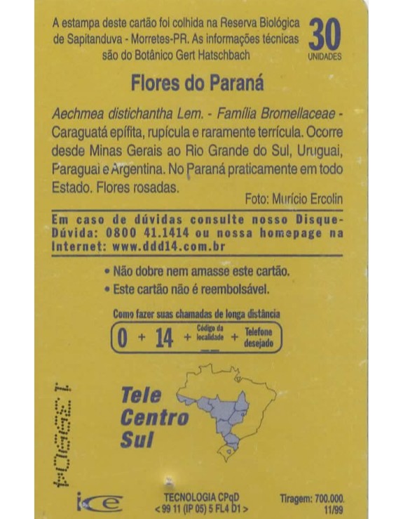 FLORES DO PARANA - FAMILIA BROMELLACEAE - CARAGUATA EPÍFETA