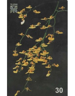 FLORES DO PARANA - BOTAO DE OURO - ORQUIDEA 
