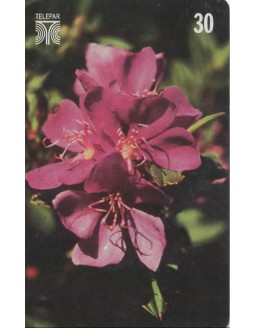 FLORES DO PARANA - QUARESMEIRA - TIBOUCHINA PULCHRA