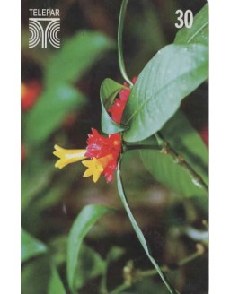 FLORES DO PARANA - FAMILIA RUBIACEAE - PSYCHOTRIA NUDA