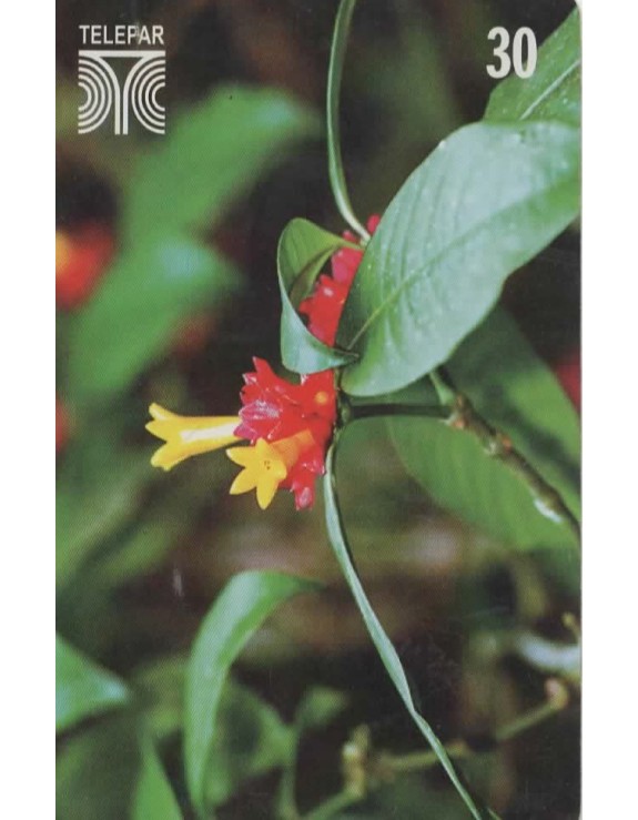 FLORES DO PARANA - FAMILIA RUBIACEAE - PSYCHOTRIA NUDA