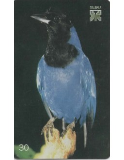 GRALHA AZUL - CYANOCORAX CAERULEUS