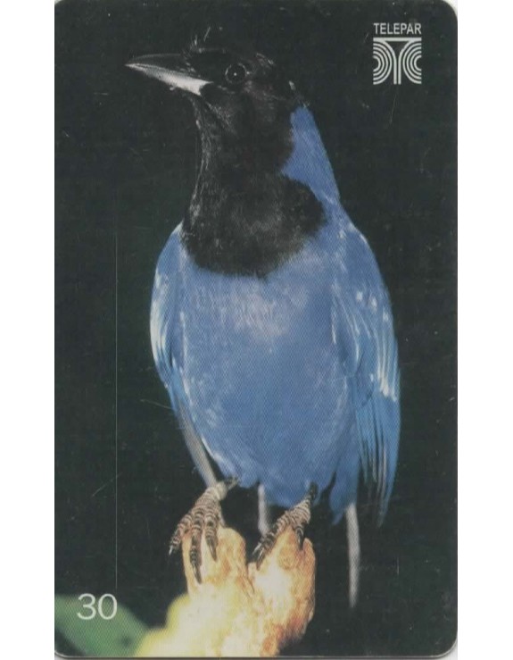 GRALHA AZUL - CYANOCORAX CAERULEUS