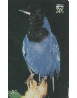 GRALHA AZUL - CYANOCORAX CAERULEUS