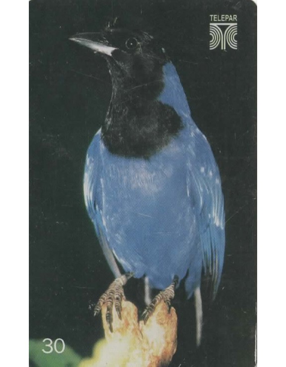 GRALHA AZUL - CYANOCORAX CAERULEUS