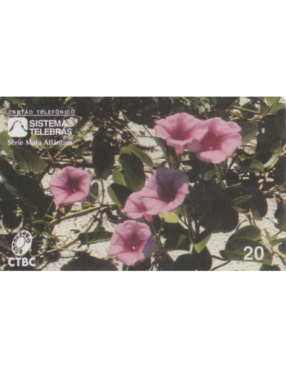 CTBC - SERIE MATA ATLANTICA - IPOMÉIA (PLANTA FIXADORA DE DUNAS)