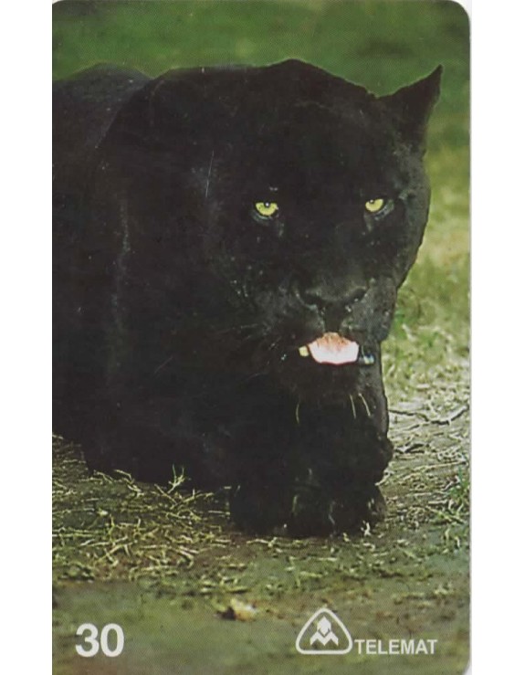 TELEMAT - ONÇA PRETA(PANTHERA ONCA) MATO GROSSO