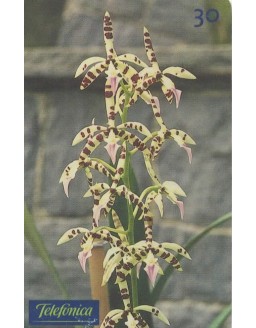 SERIE FLORES - ORQUIDEA - ENEYCLIA - TELEFONICA