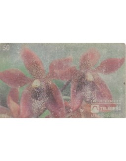 SERIE ORQUIDEAS - HOULETIA  JURUENSIS