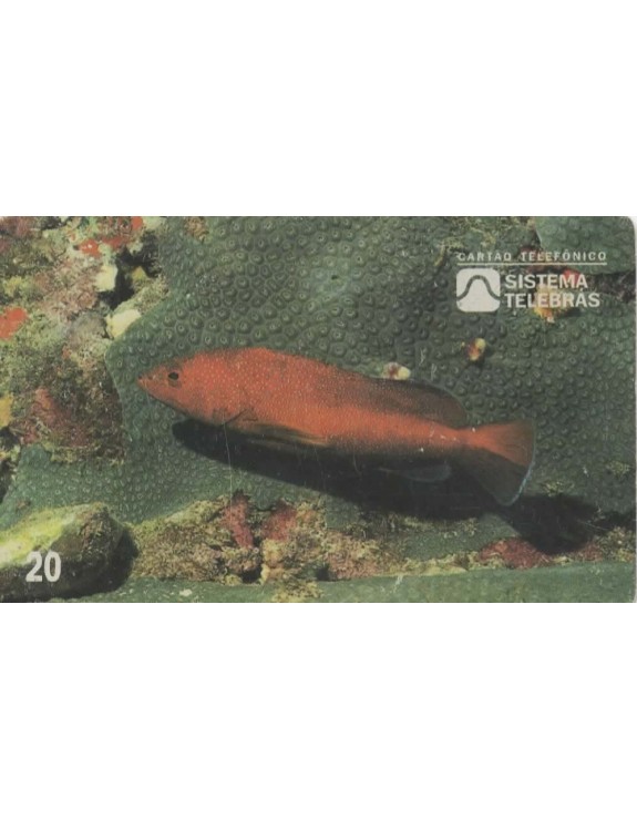 ANO INTERNACIONAL DOS OCEANOS - 1998 - PIRAUNA