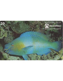 SERIE PEIXES - BUDIAO SCARUS GUACAMAIA